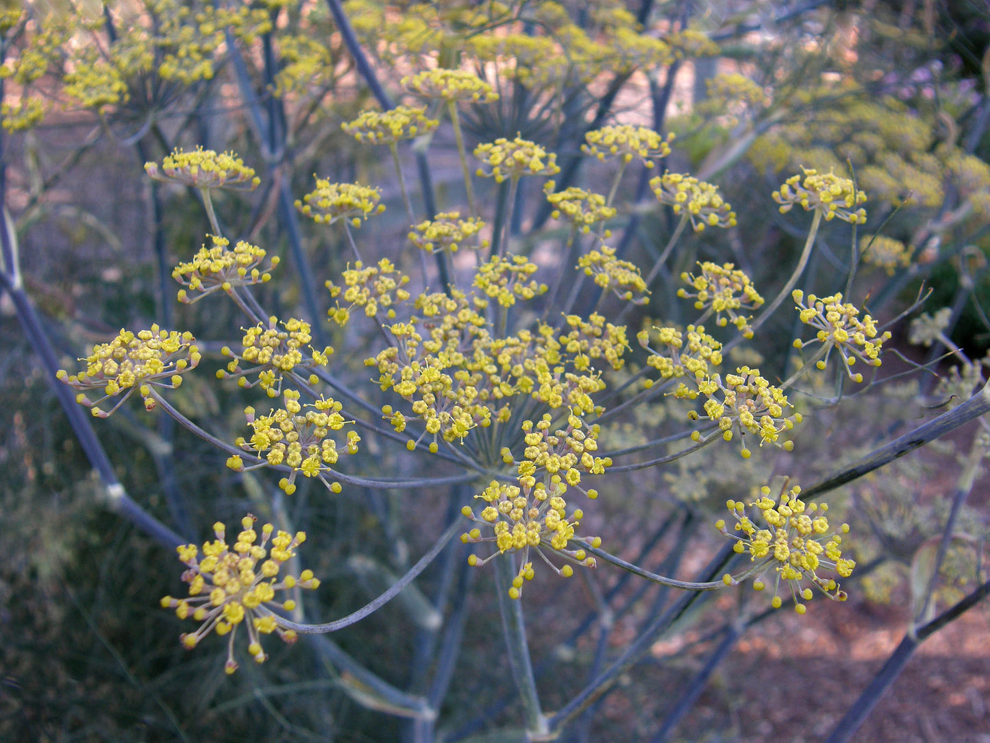 Smokey Bronze Fennel