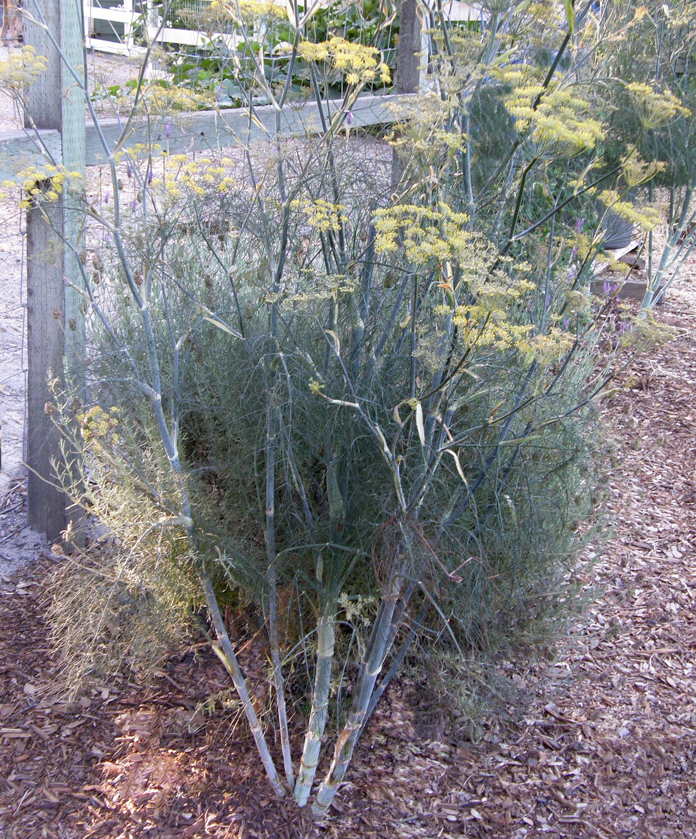 Smokey Bronze Fennel