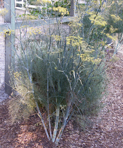 Smokey Bronze Fennel