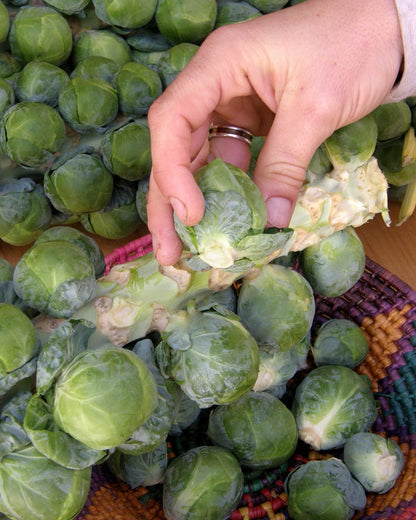 Brussels Sprouts - Hestia