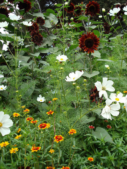 Bonus Pack - Seeds for A Butterfly Garden