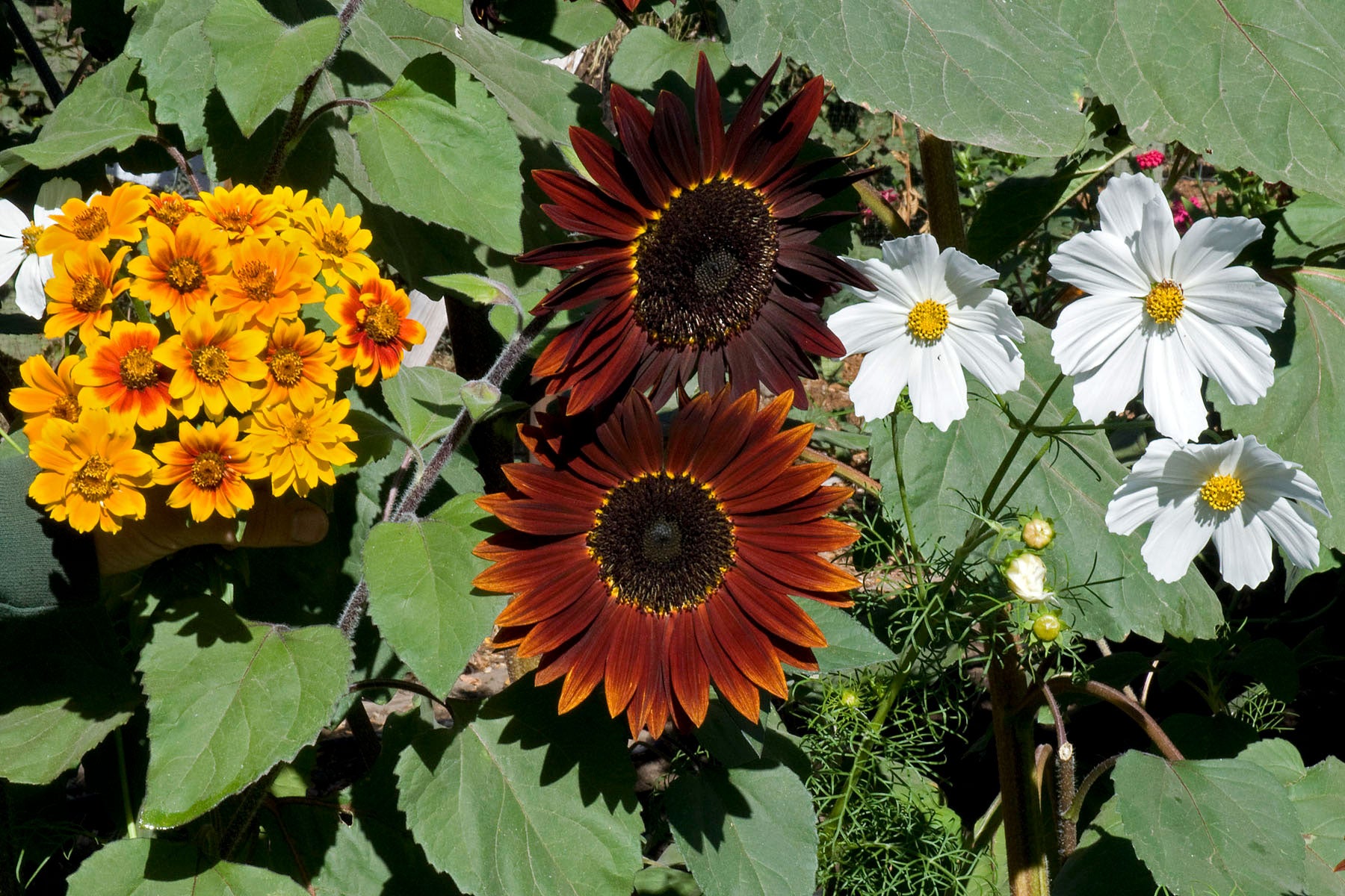 seeds butterfly plants Bonus Pack