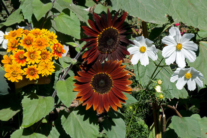 butterfly garden seed mix Seeds for A Butterfly Garden' Bonus Pack – Renee's Garden
