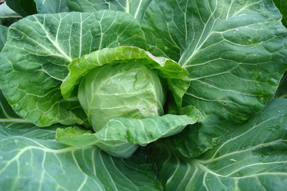Cabbage - Pixie - Baby Cabbage