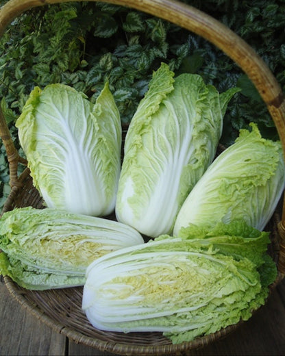 Baby Napa Cabbage - Little Jade