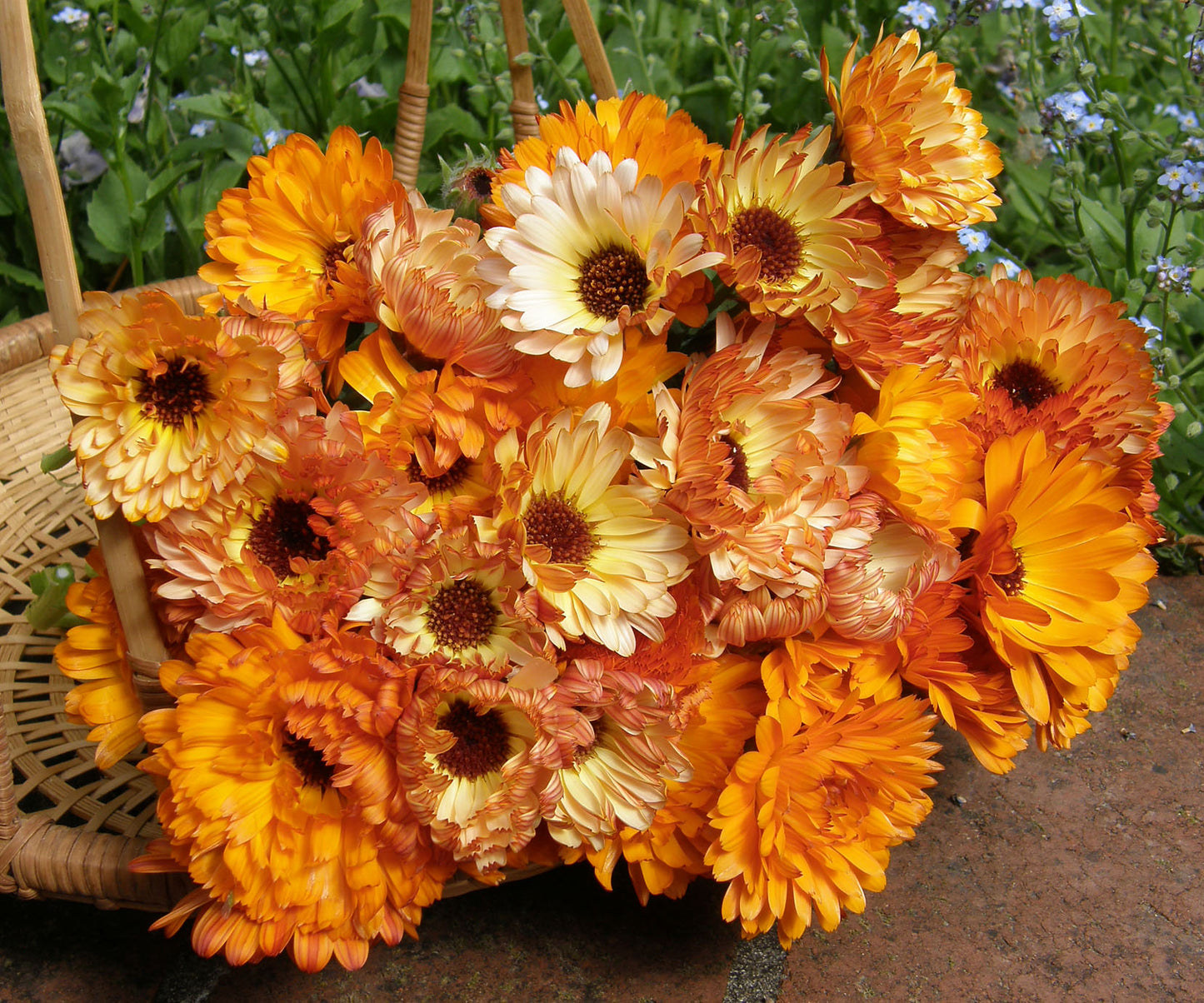 Flashback Calendula