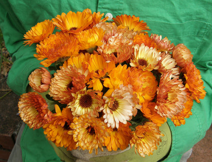 Flashback Calendula