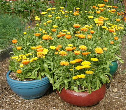 Orange & Lemon Twist