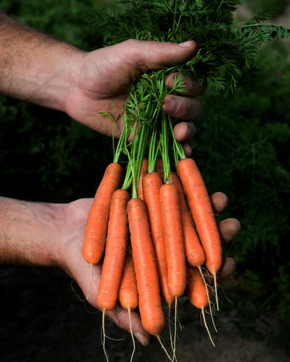 Dutch Baby Carrots - Adelaide