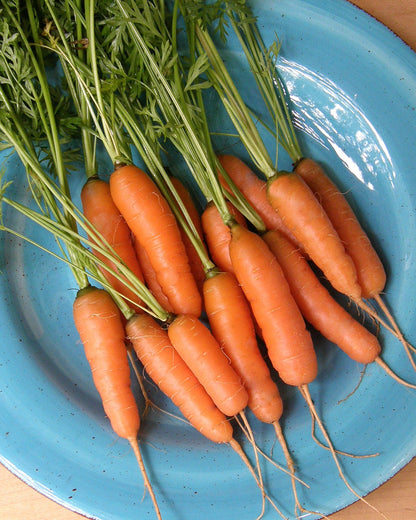Dutch Baby Carrots - Adelaide