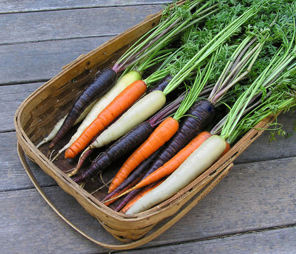 Tricolor Carrots - Circus Circus