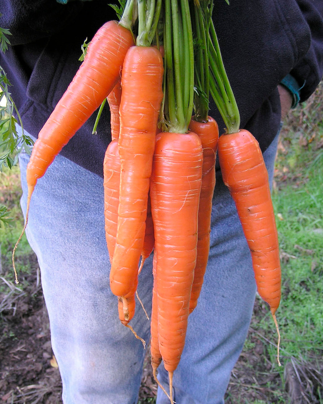 Long Sweet Carrots - King Midas