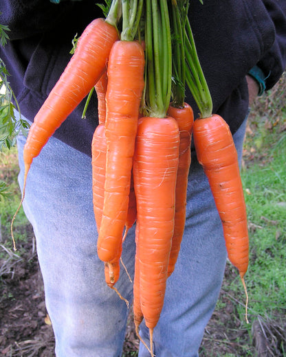 Long Sweet Carrots - King Midas
