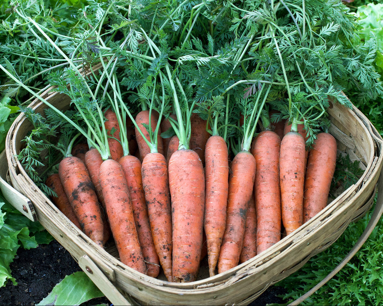 Top Flavor Carrots - Napoli Organic