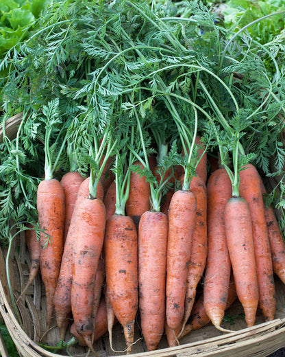 Crispy French Carrots - Bolero Nantes