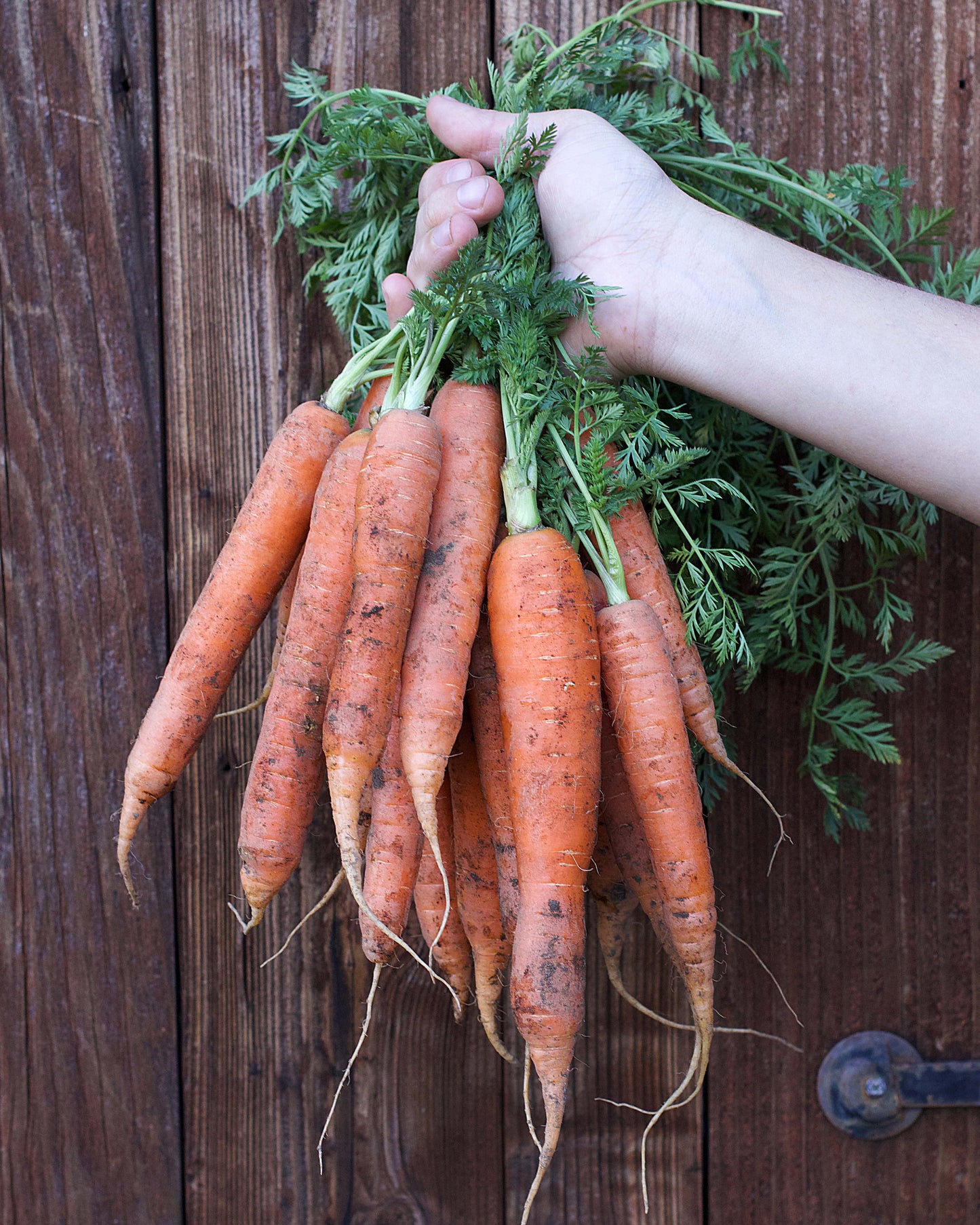 Crispy French Carrots - Bolero Nantes