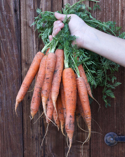 Crispy French Carrots - Bolero Nantes