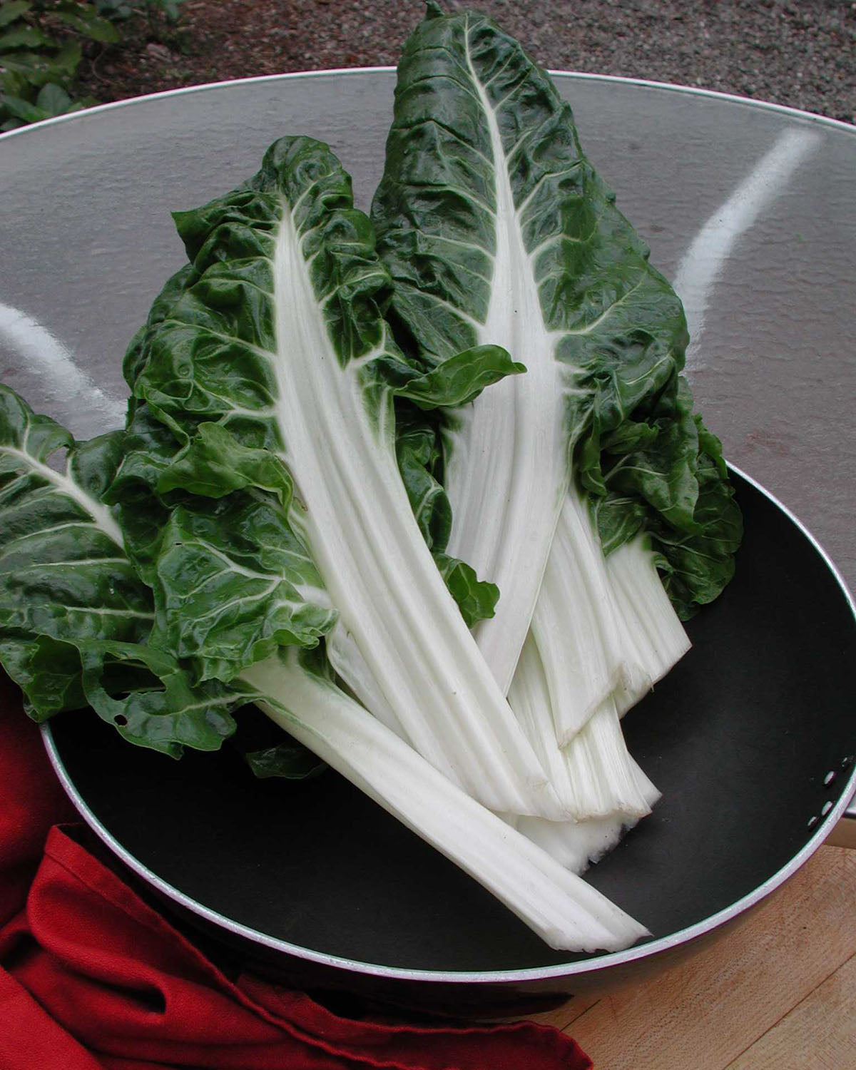 Heirloom Chard - Italian Silver Rib