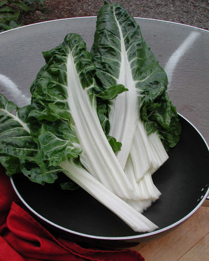 Heirloom Chard - Italian Silver Rib