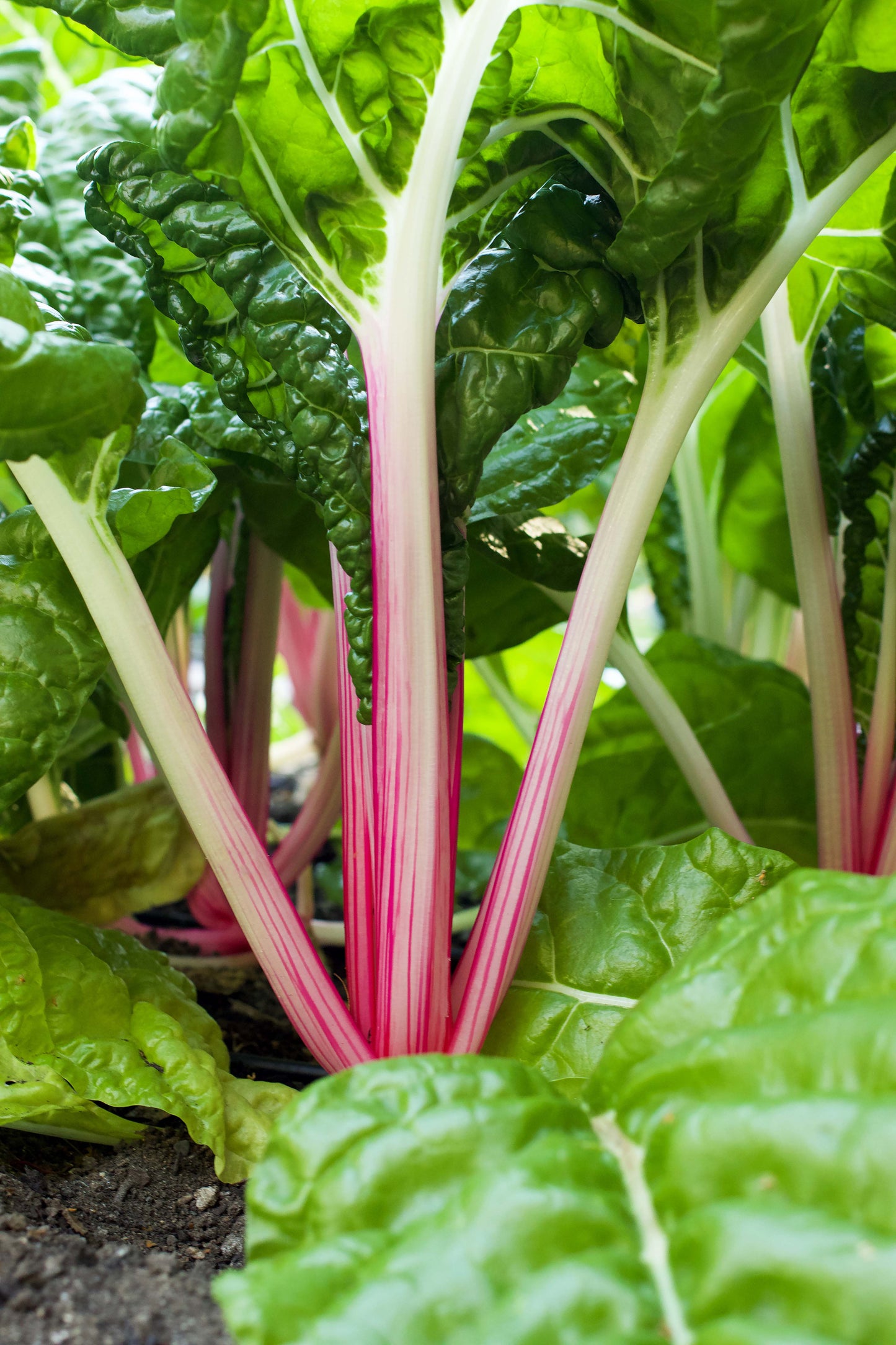 Gourmet Chard - Peppermint Stick