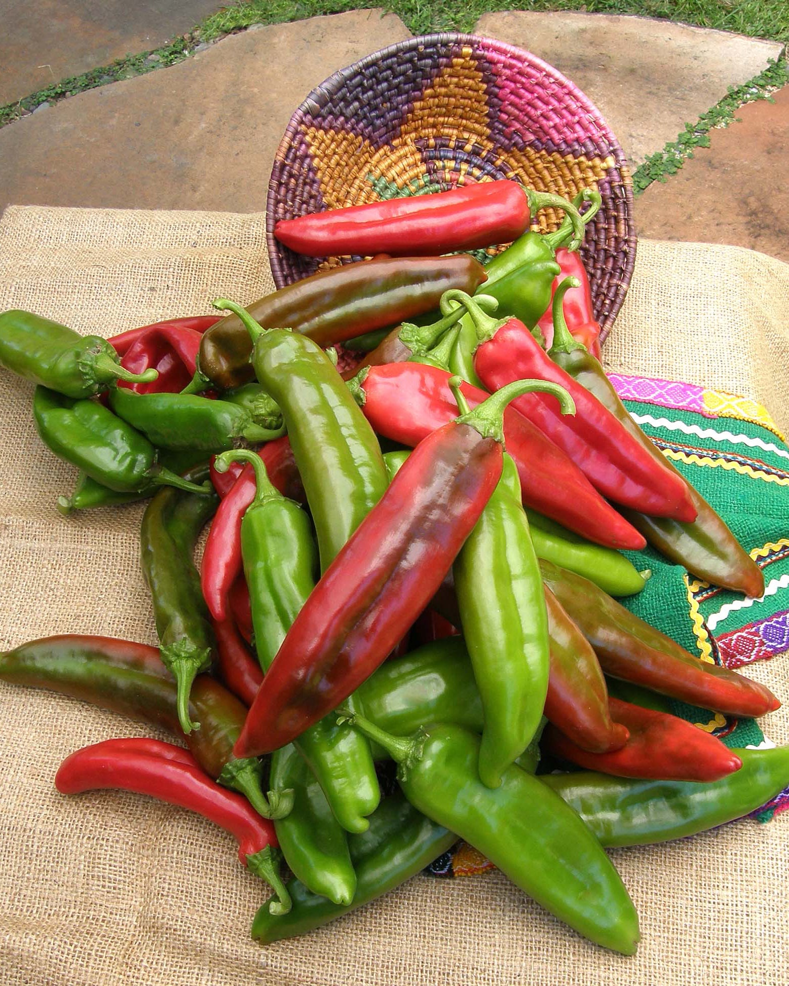parkers seeds and plants Renee's Garden Heritage Chile NuMex Joe E Parker Seeds