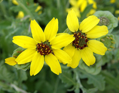 Heirloom Chocolate Daisy