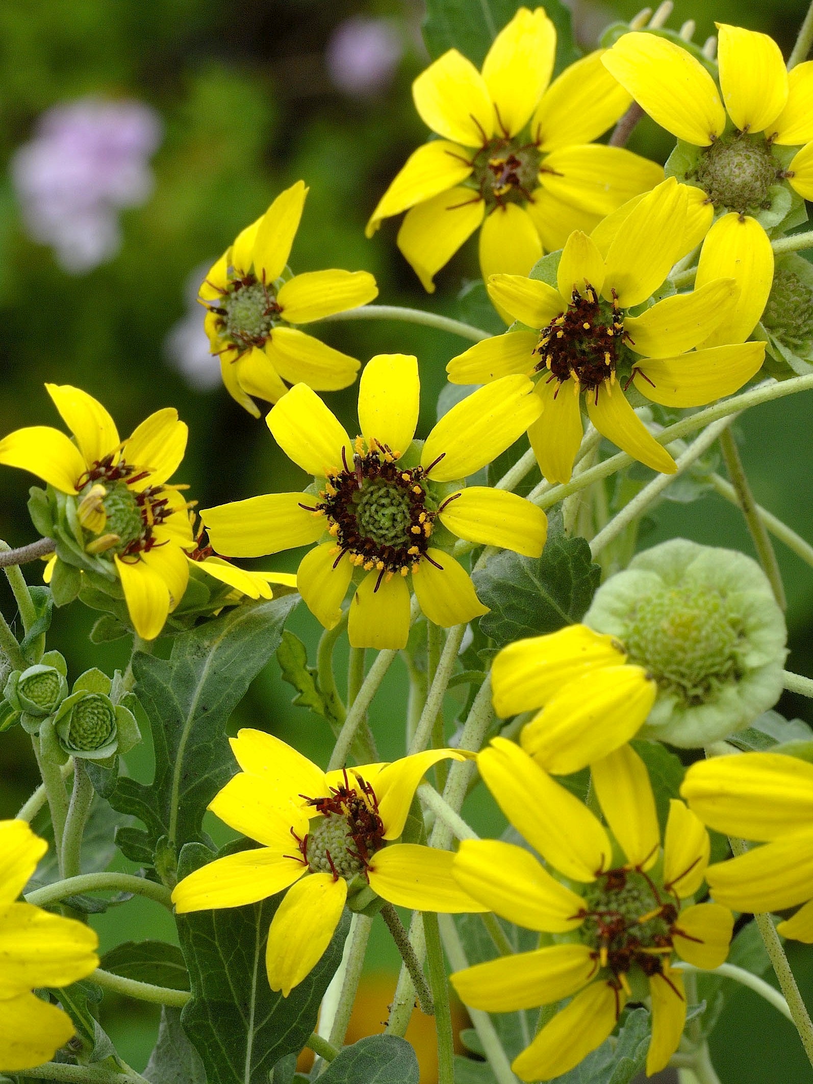 chocolate flower seeds 'Heirloom Chocolate Daisy' Fragrant Wildflowers