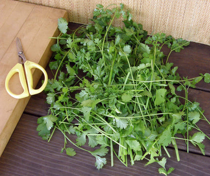 Bonus Pack - Heirloom Cilantro Organic