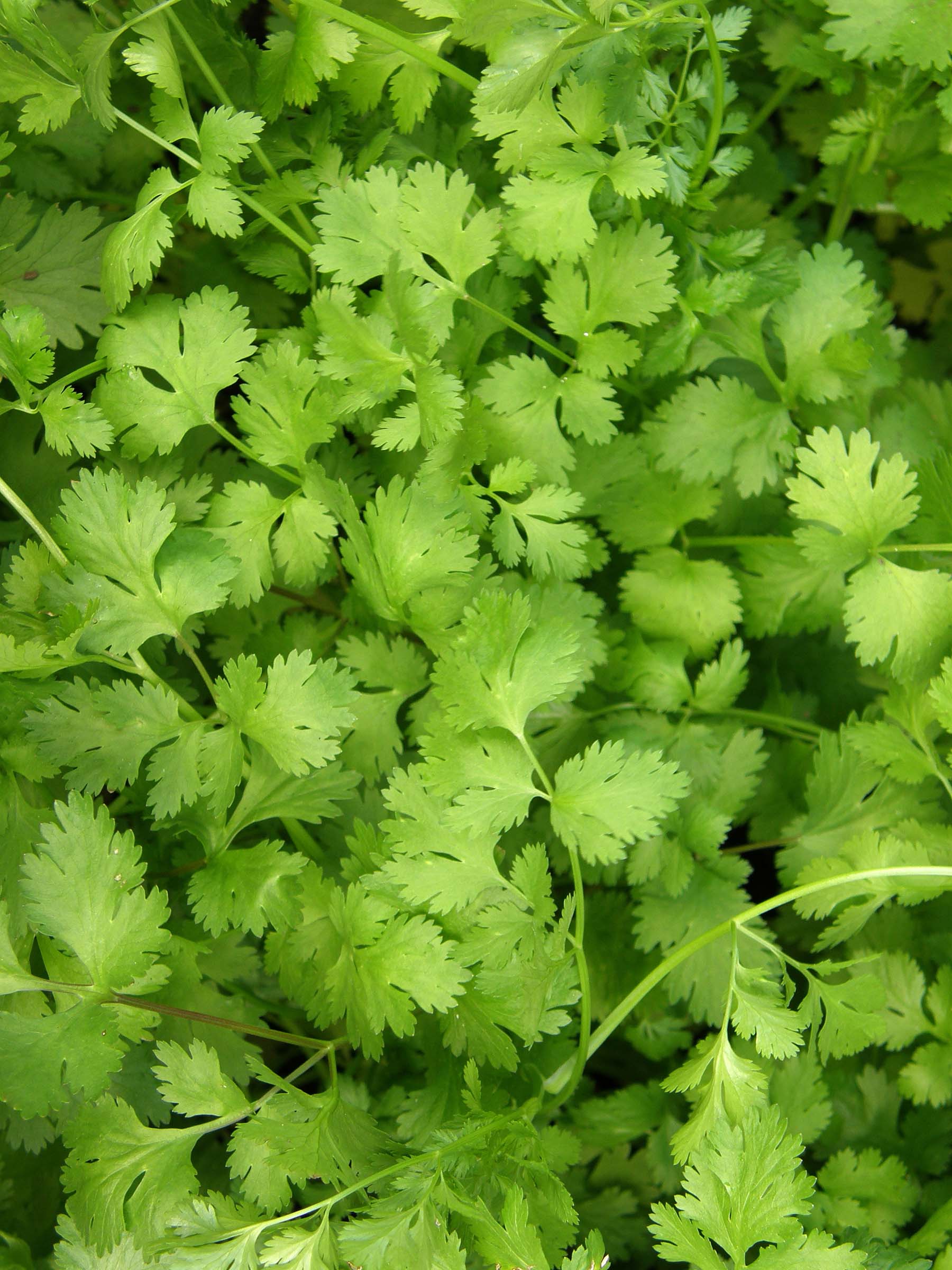 Cilantro – Renee's Garden