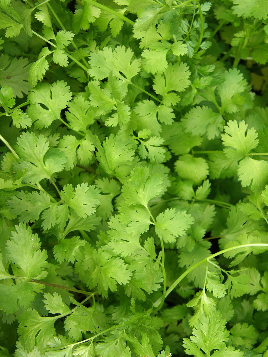Cilantro – Renee's Garden