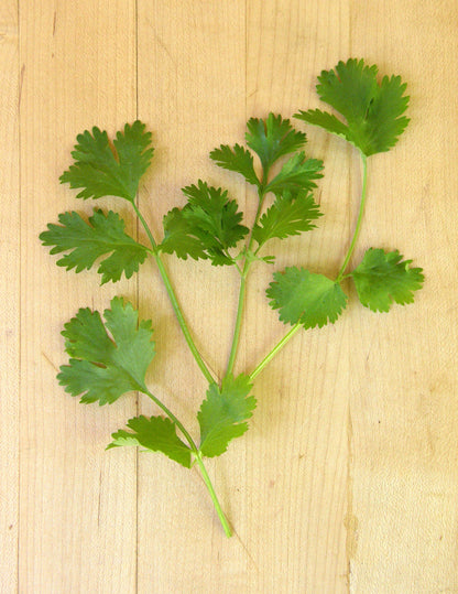 Slow-Bolt Cilantro