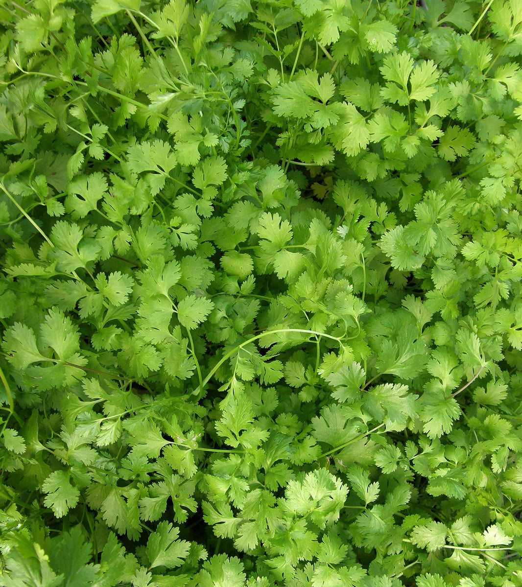 Cilantro In English 'Chelsea Prize' English Cucumber – Renee's Garden