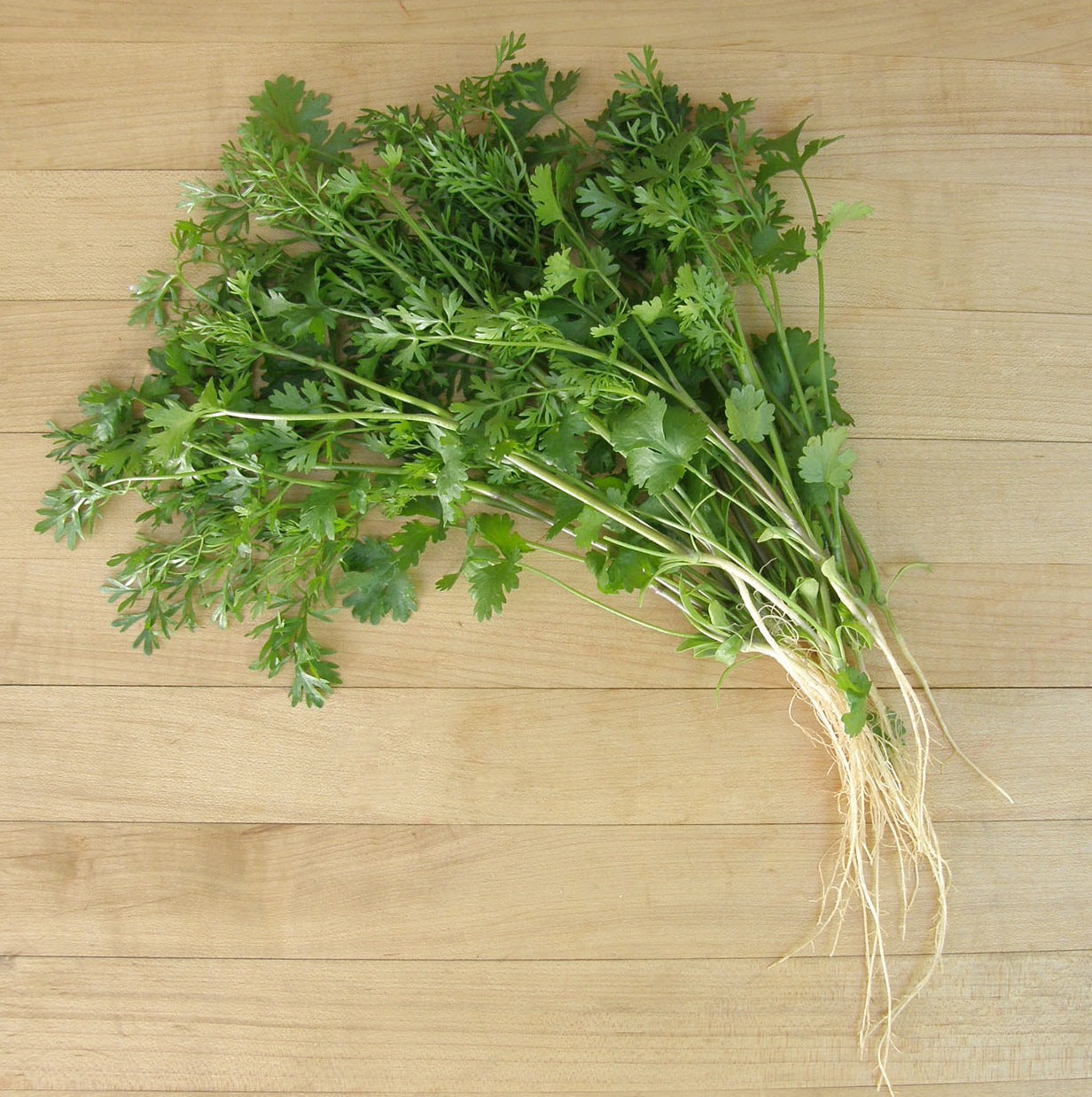 Bac Lieu Cilantro