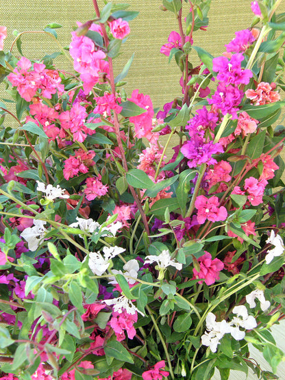 Mountain Garland Clarkia