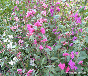 Mountain Garland Clarkia