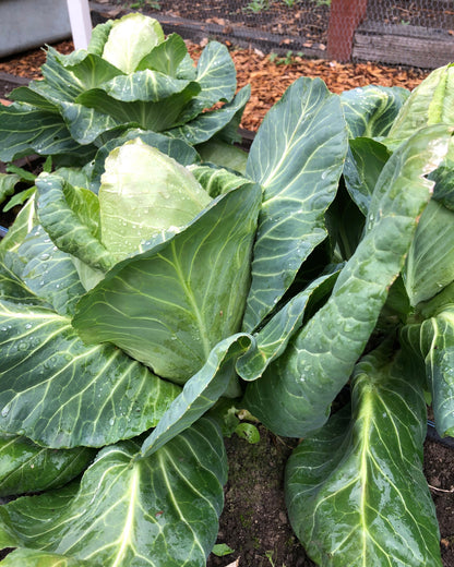 Pointed Sweetheart Cabbage - Conehead