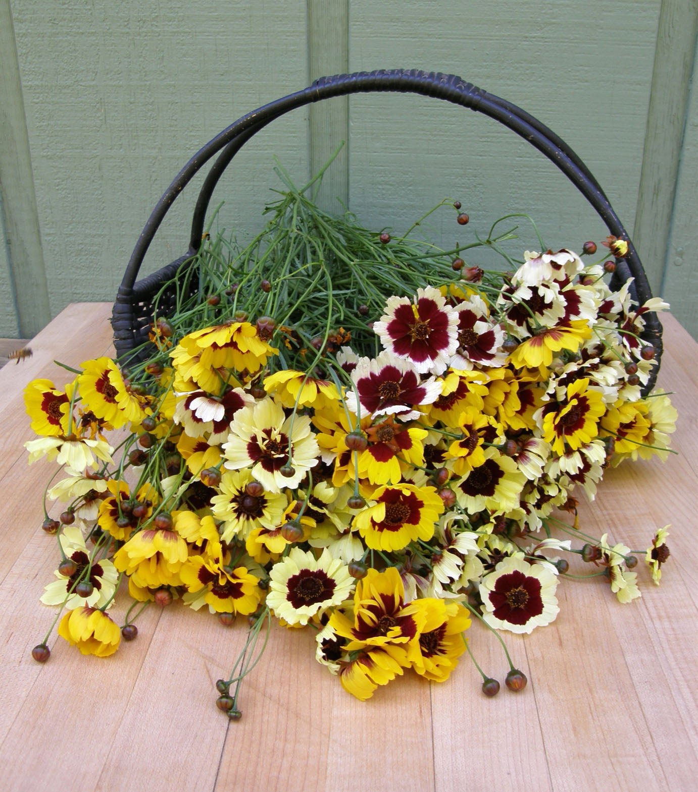 Butterfly Coreopsis - Incredible