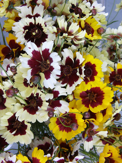 Butterfly Coreopsis - Incredible