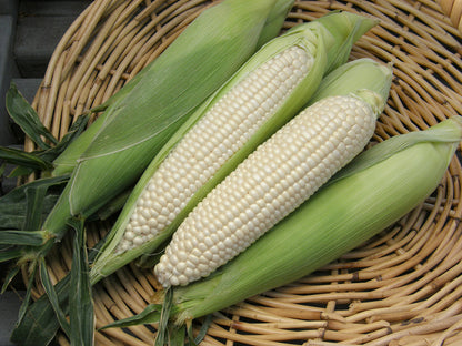 White Corn - Sugar Pearl