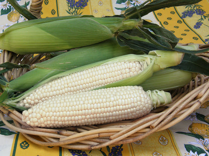 White Corn - Sugar Pearl