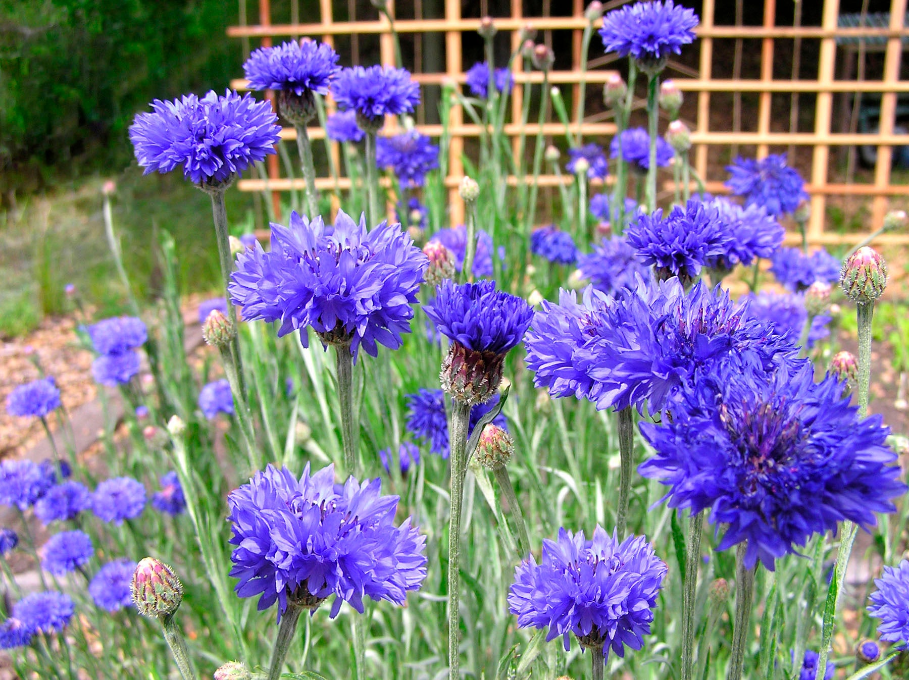 Cornflower – Renee's Garden