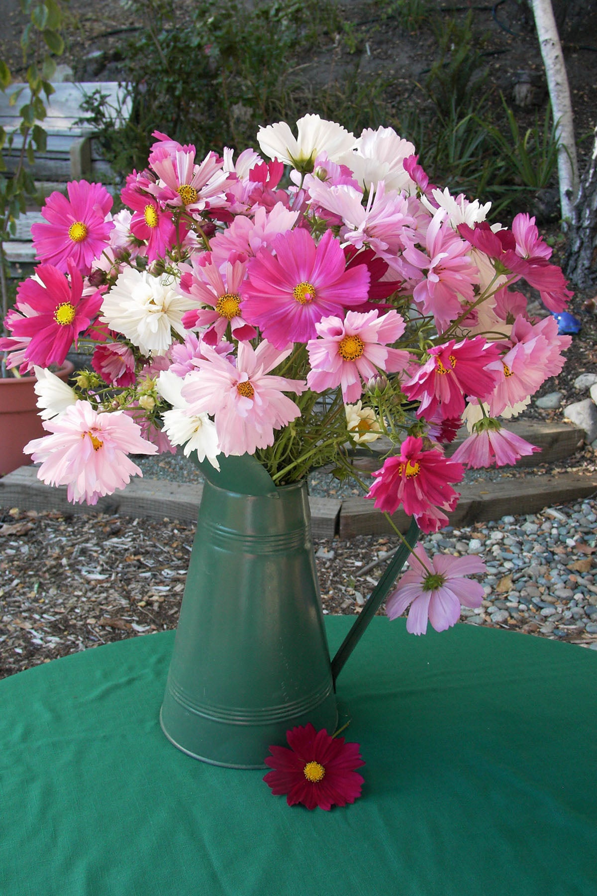 Dancing Petticoats' Specialty Cosmos – Renee's Garden