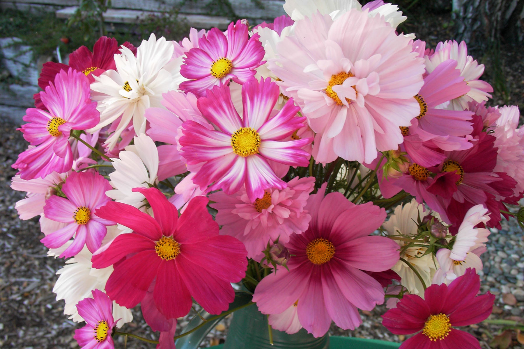 Dancing Petticoats' Specialty Cosmos – Renee's Garden