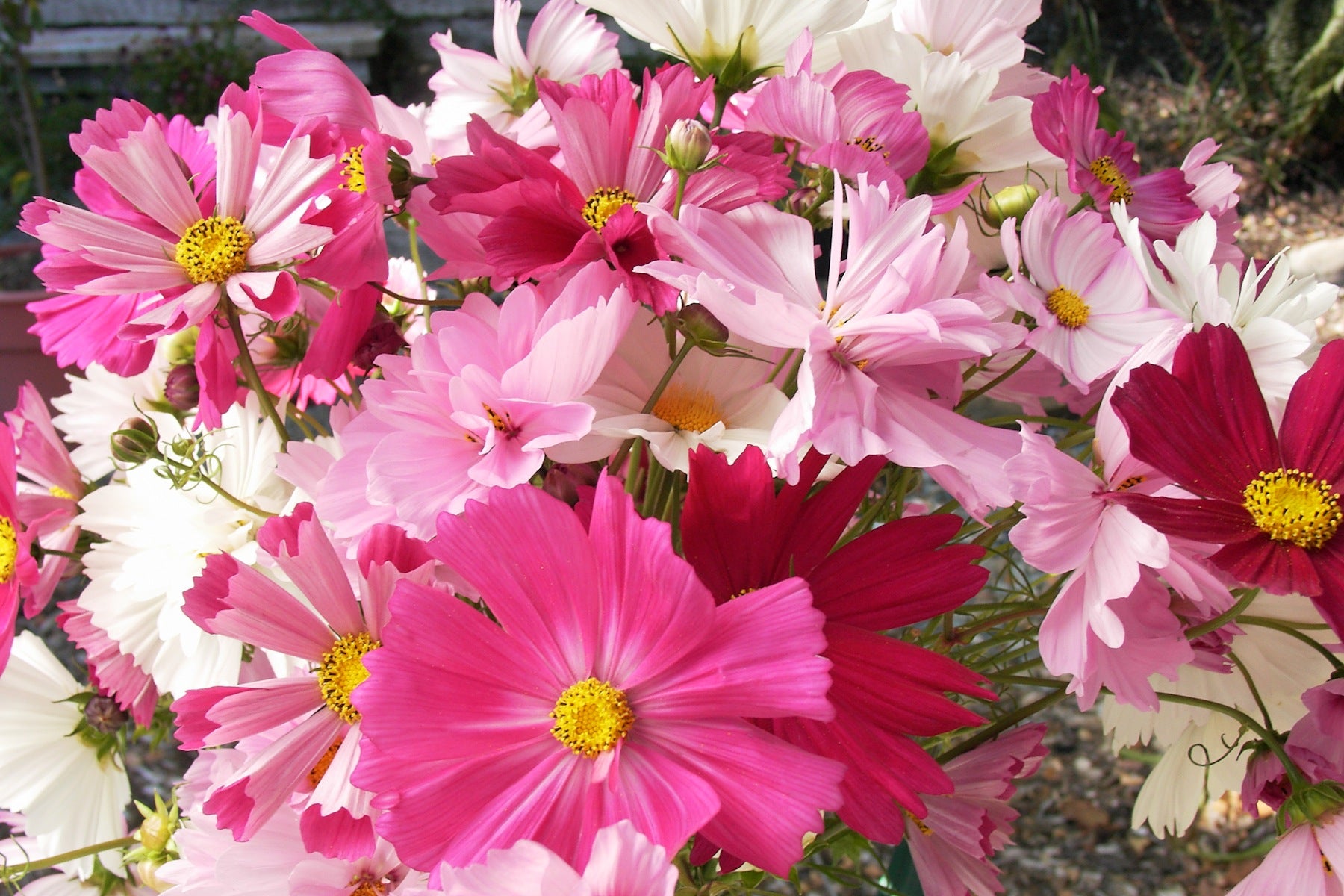 Dancing Petticoats' Specialty Cosmos – Renee's Garden