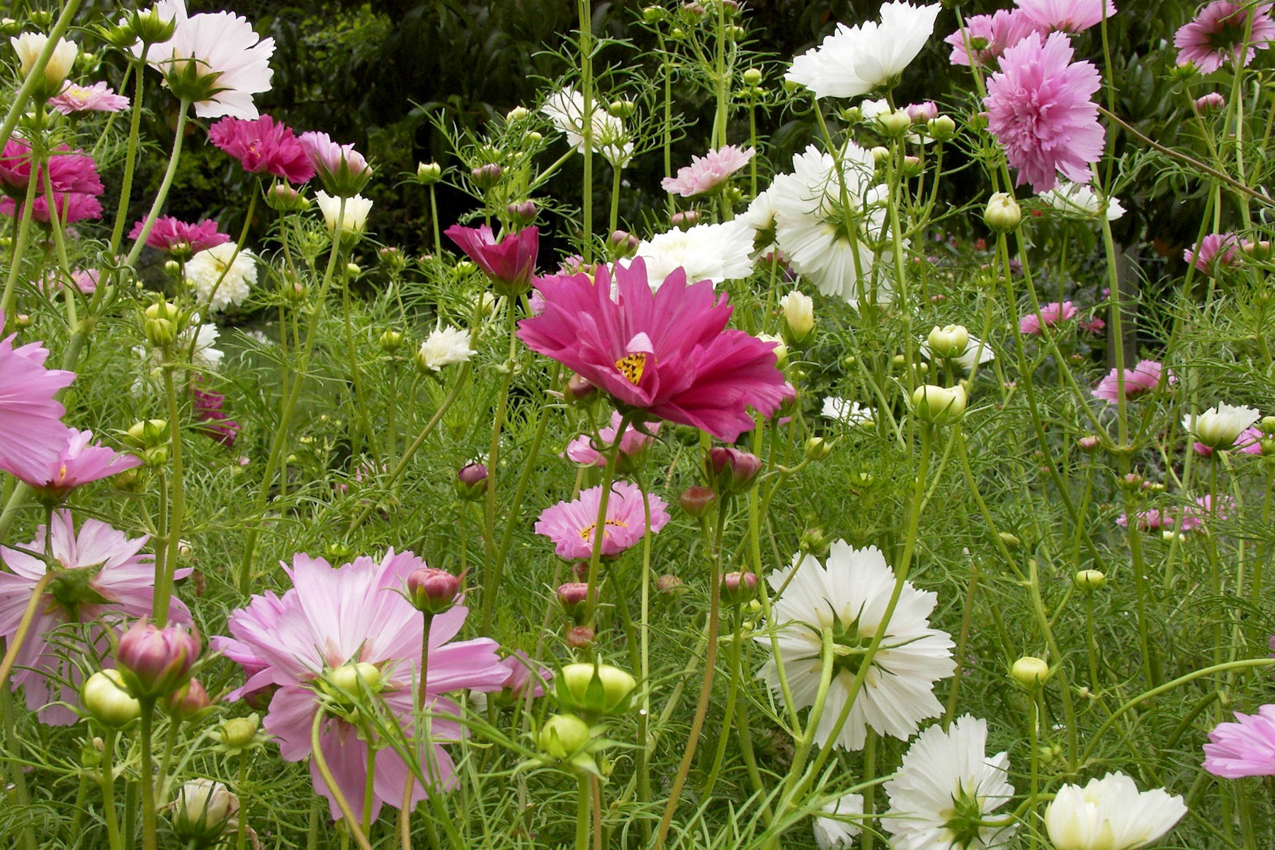 Double Click' Bouquet Cosmos – Renee's Garden