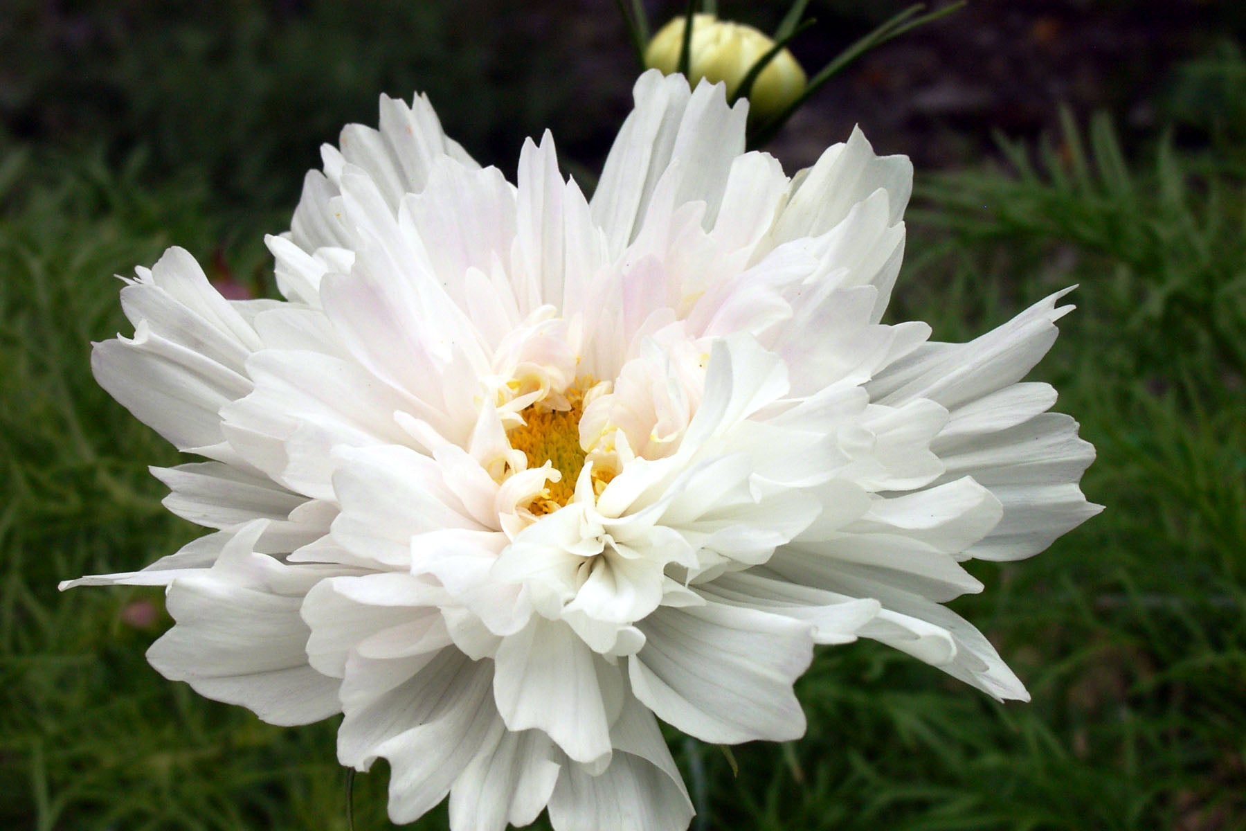 Double Click' Bouquet Cosmos – Renee's Garden