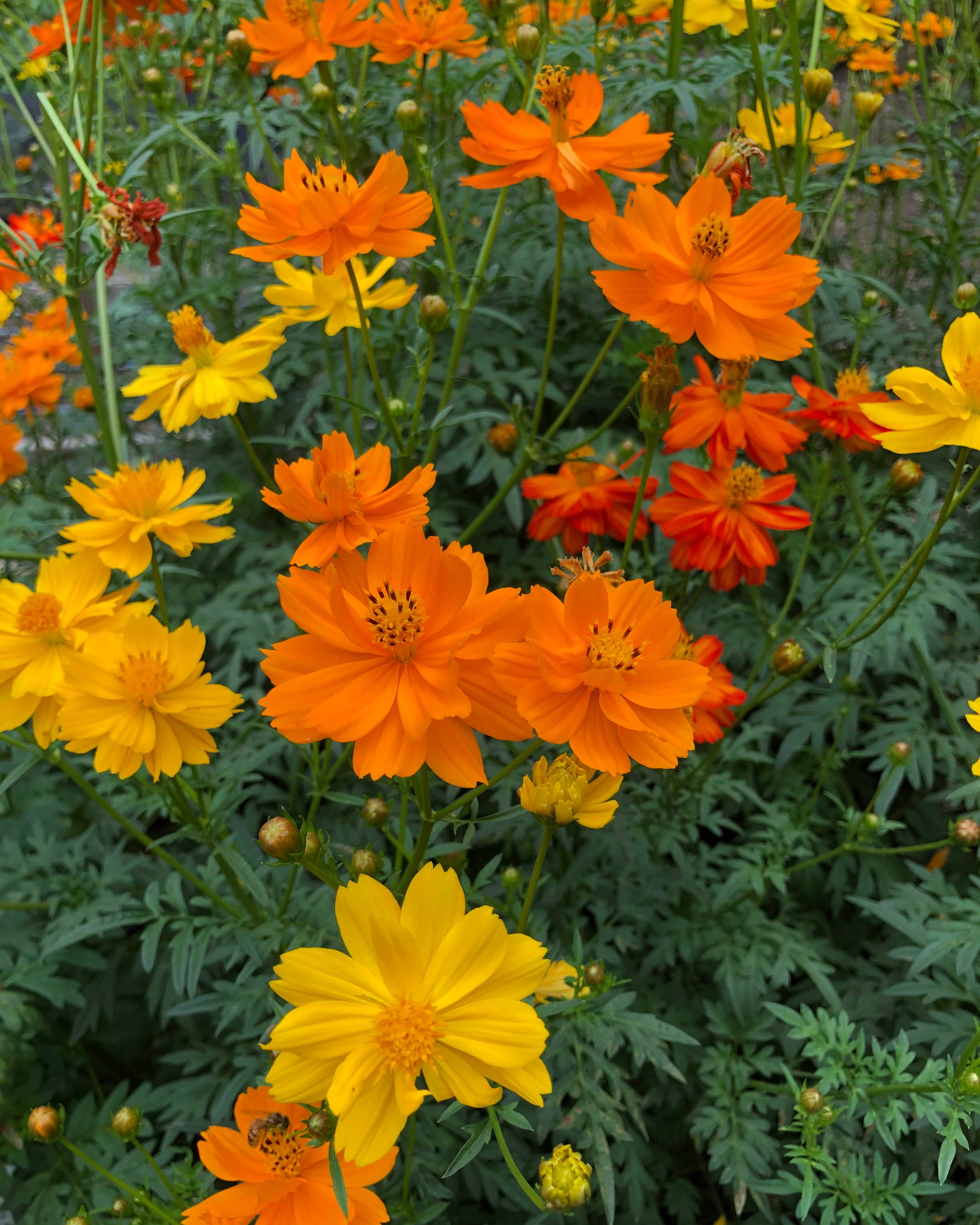 Cosmos – Renee's Garden