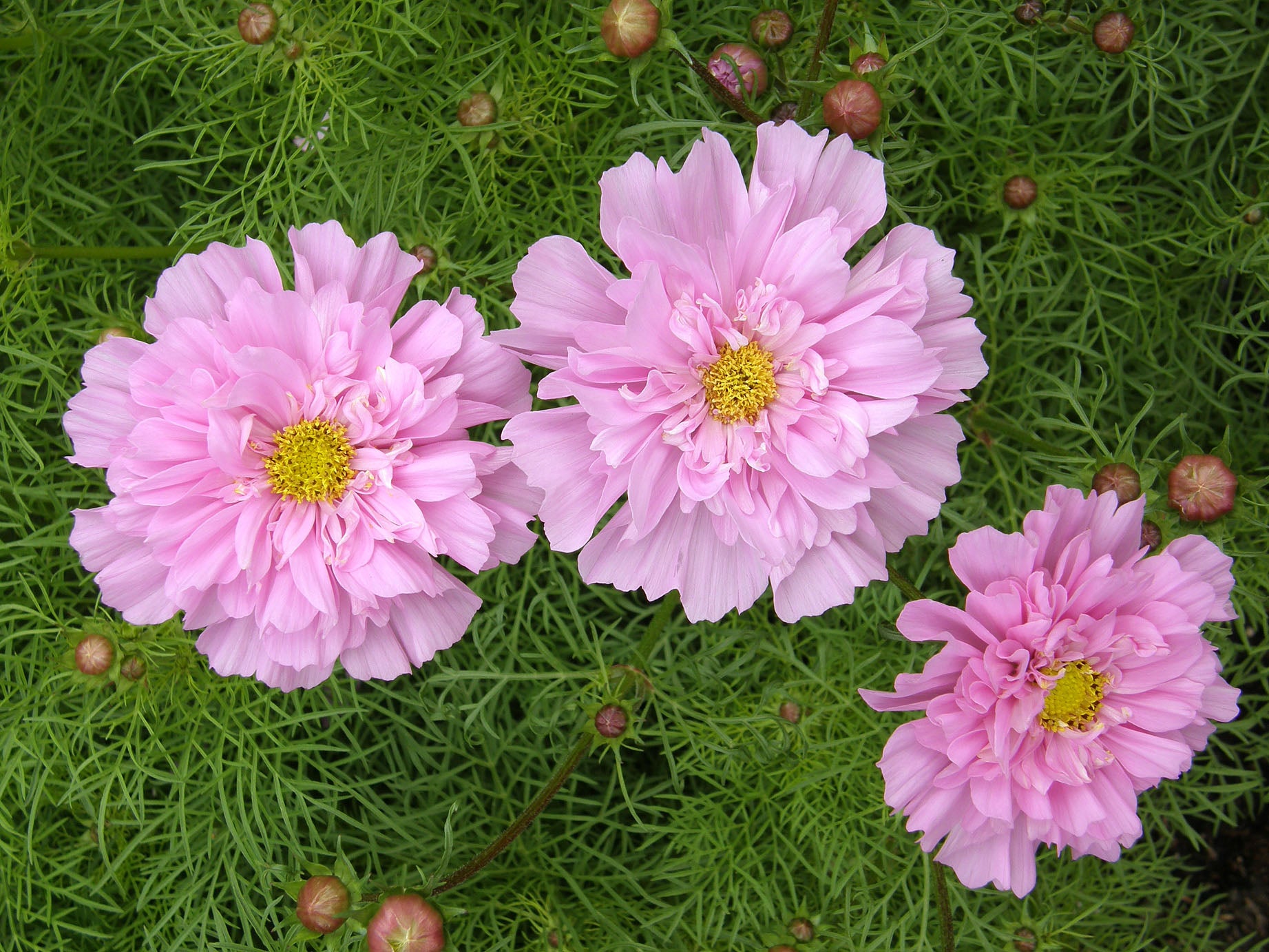 Rose Bon Bon' Double Butterfly Cosmos – Renee's Garden
