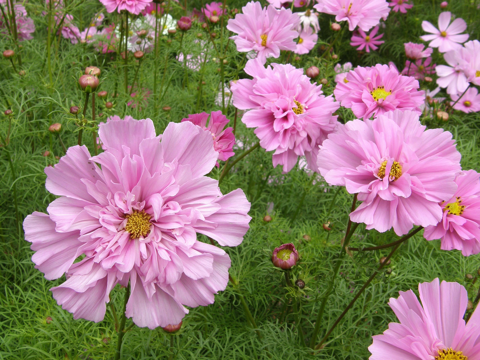 cosmos rose bonbon seeds Renee's Garden Double Butterfly Cosmos Rose Bon Bon Seeds