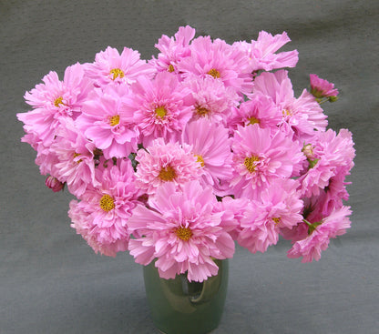 cosmos rose bonbon seeds Renee's Garden Double Butterfly Cosmos Rose Bon Bon Seeds